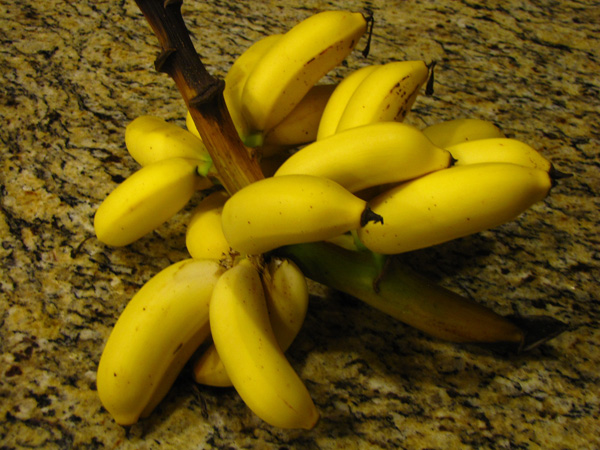 Latin American Bananas