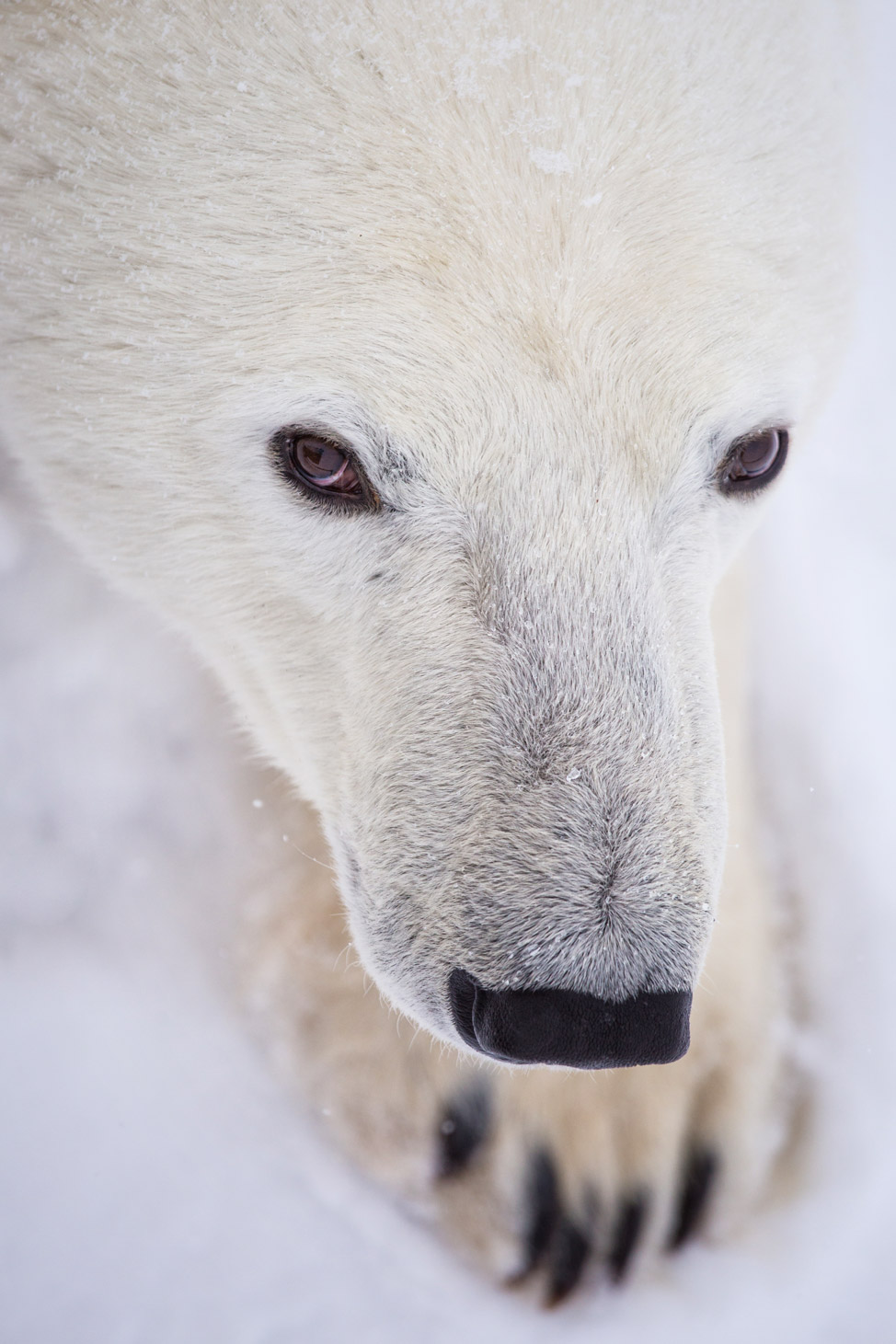 Through The Eyes Of A Polar Bear