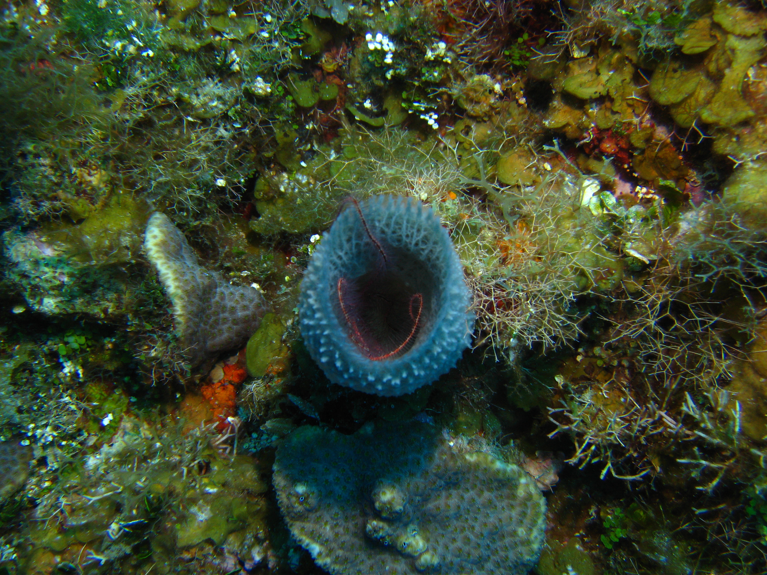 Snorkeling the Mesoamerican Reef