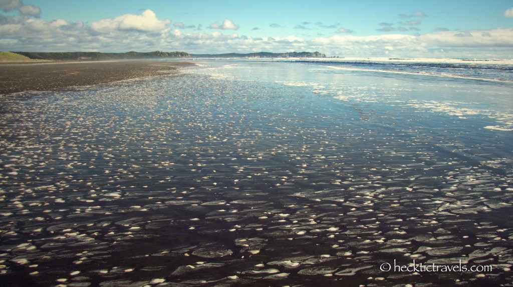 Oyster beach