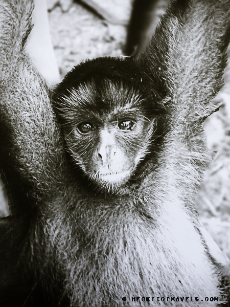 Foto Friday – The Monkeys of Puyo, Ecuador