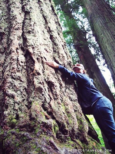 Vancouver Island - Cathedral Grove