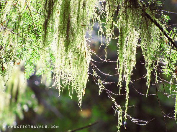 Vancouver Island - Cathedral Grove 3