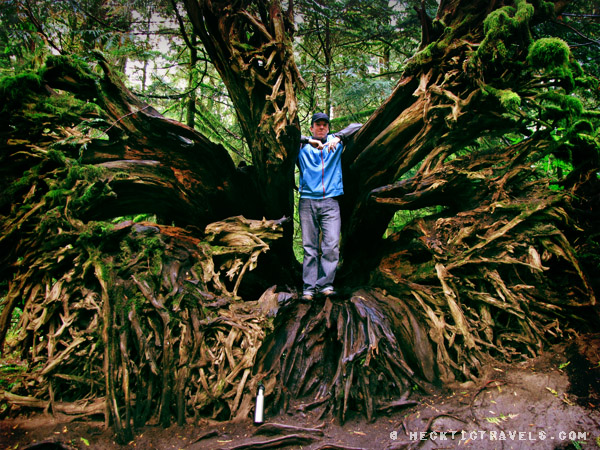 Vancouver Island - Cathedral Grove 2