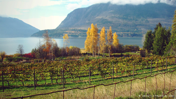 Vineyard on Upper Arrow Lake