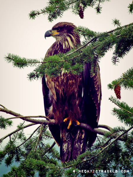 Bald Eagle