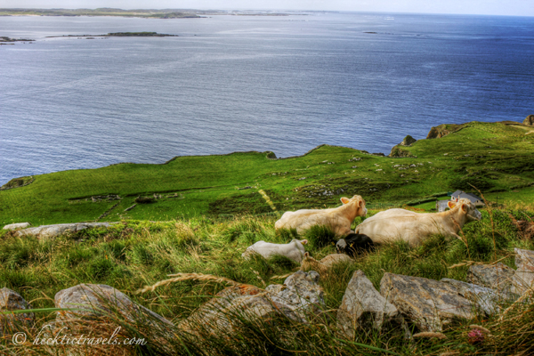 Some cows enjoying the views