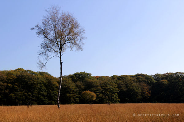 Hoge Veluwe Landscape