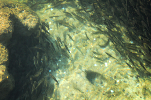 Plitvice Park Fish