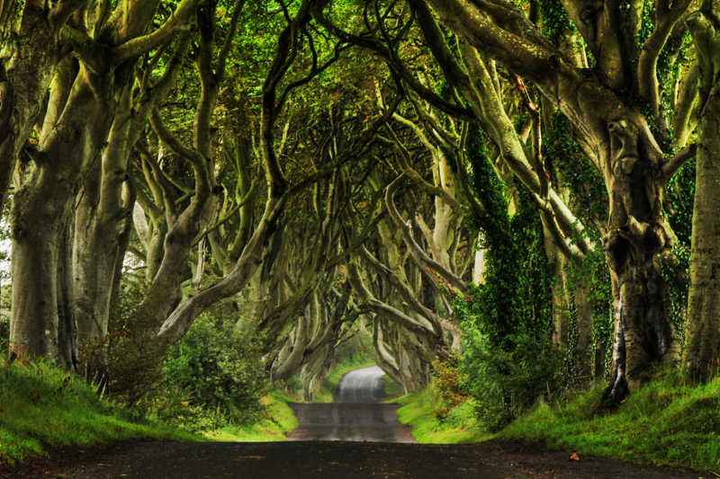 The Dark Hedges - Northern Ireland The Dark Hedges - Northern Ireland