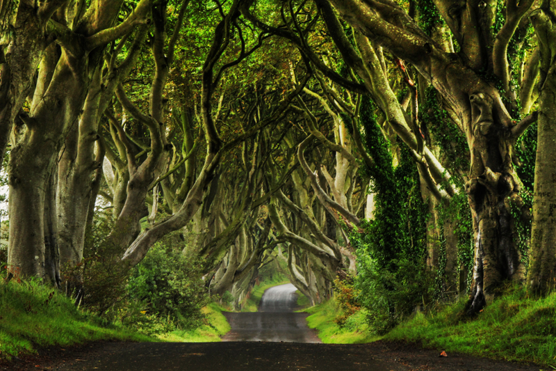 The Dark Hedges - Northern Ireland