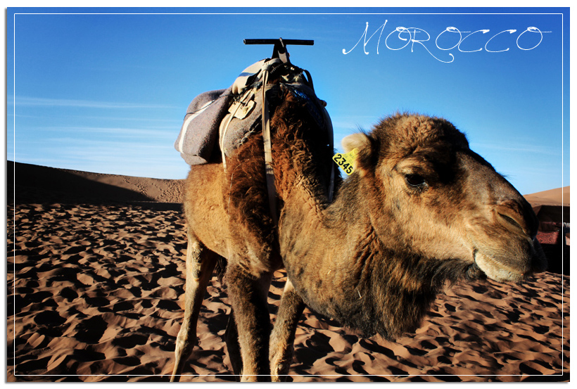 Into The Sahara: My Camel Hates Me