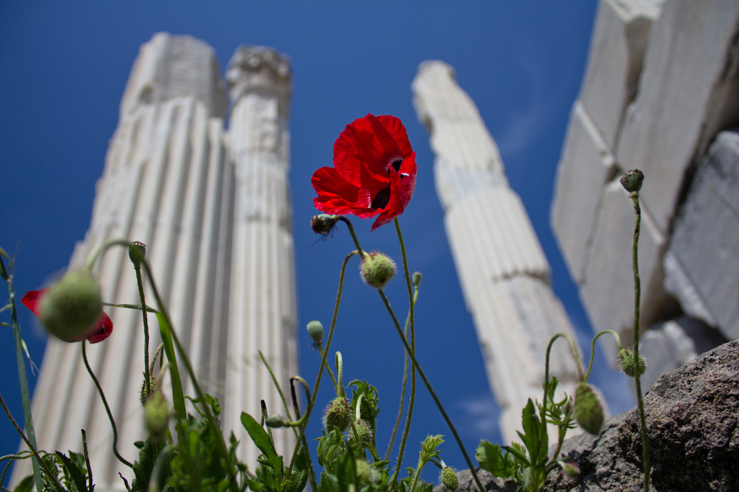 Flowers for Bergama