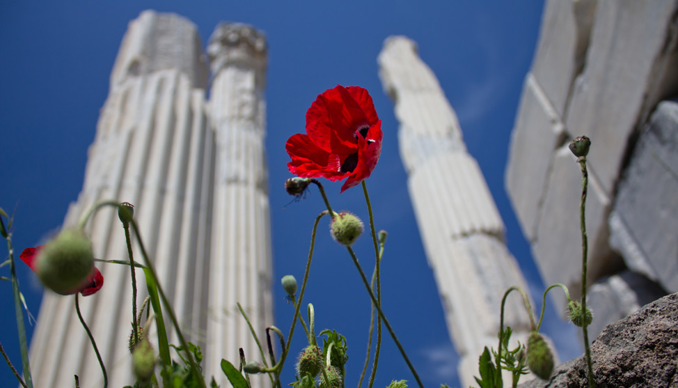 Flowers for Bergama thumbnail