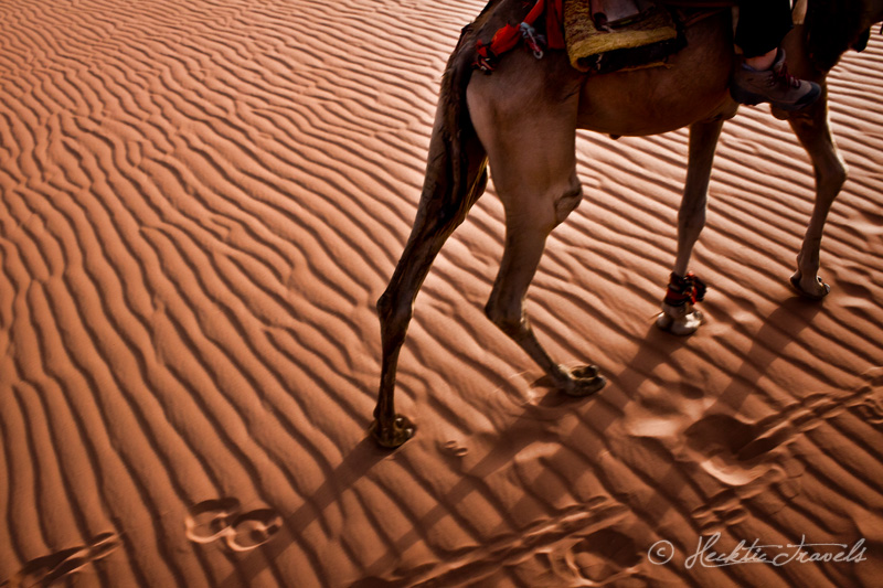 Camel, Wadi Rum, Jordan