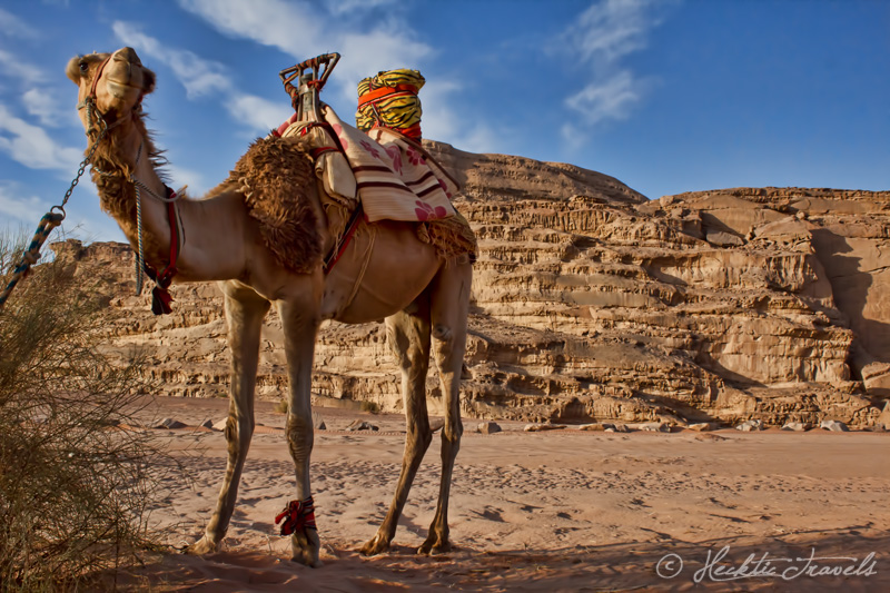 Camel, Wadi Rum, Jordan