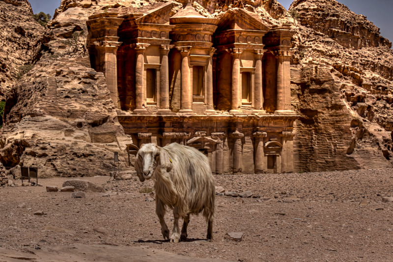 Goat at the Monastery, Petra