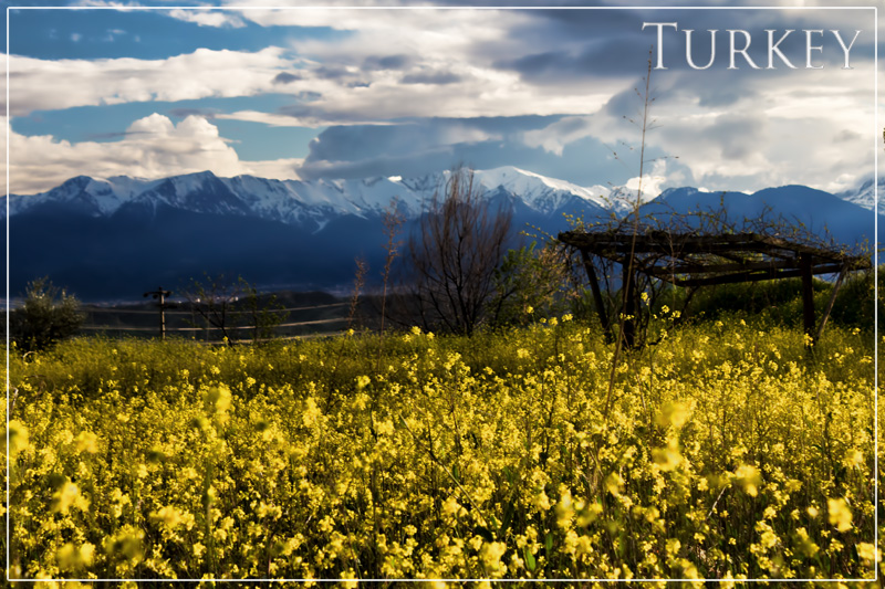 Countryside postcard