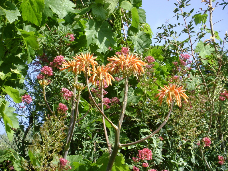 Flowers from Lanjaron, Spain