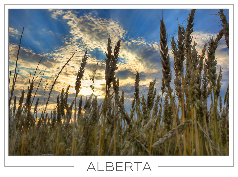 Alberta Wheat