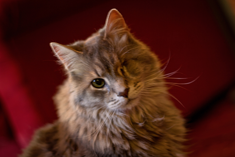 Oscar