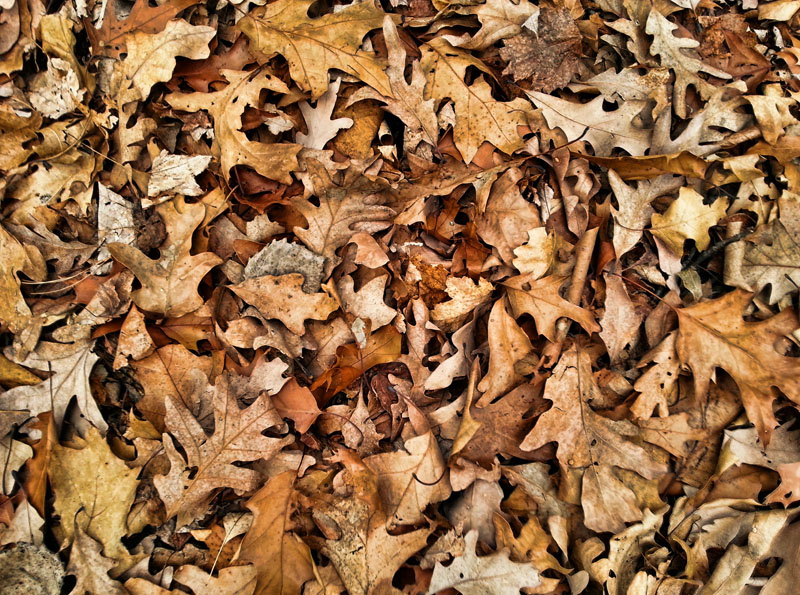 Leaves