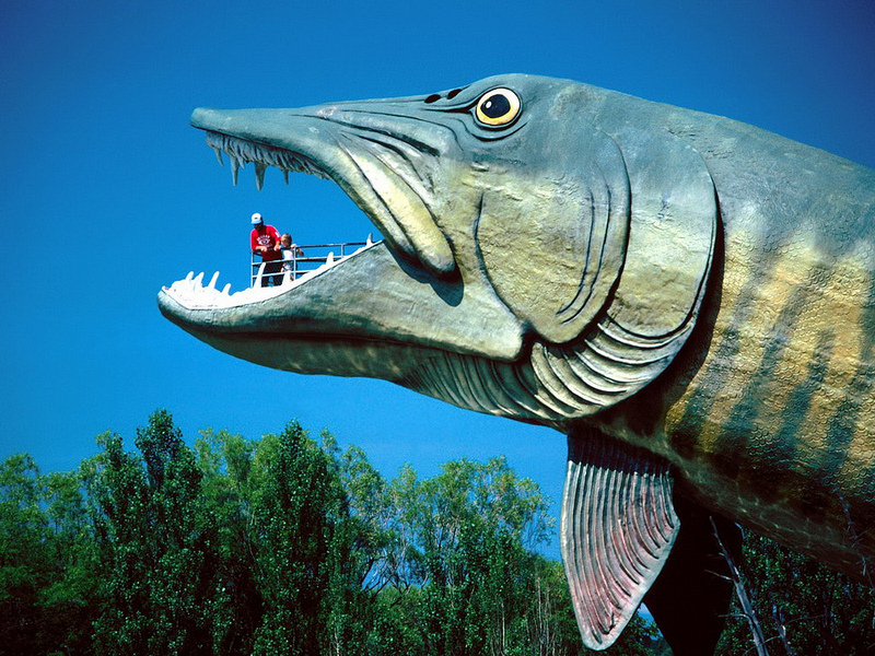 Big Musky: Hayward, Wisconsin