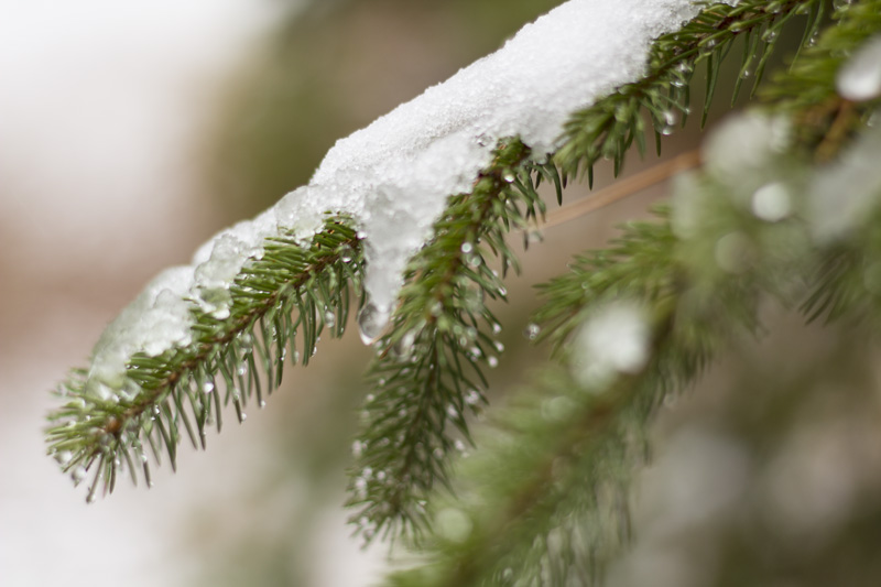 Snow Clings on