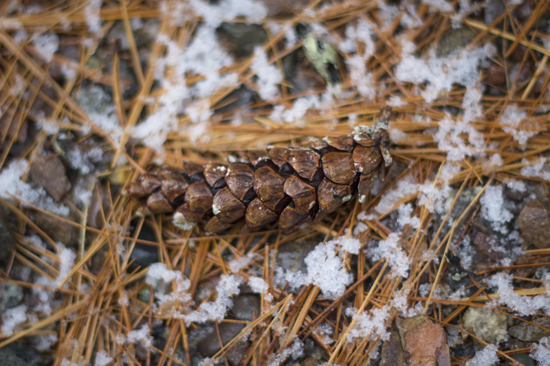 Pine Cone