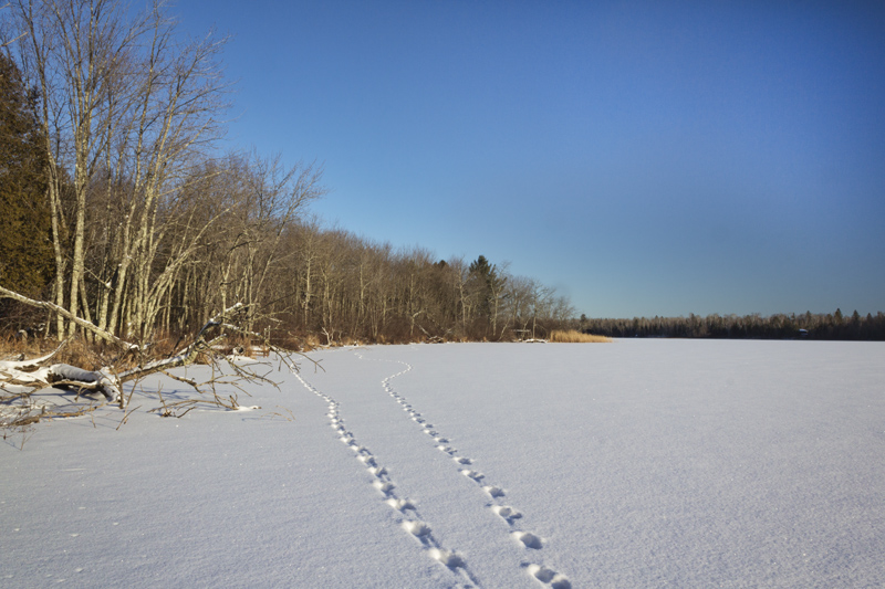 Tracks Across the Lake