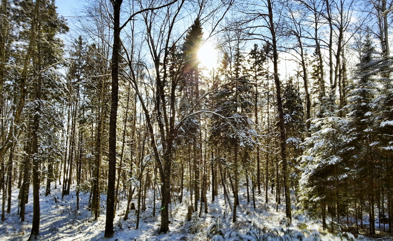 Sun Through the Trees