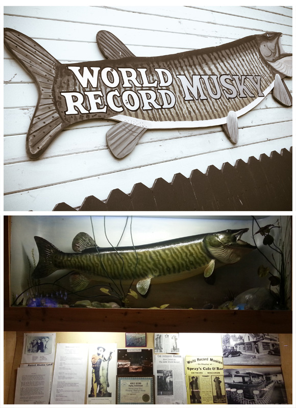 World Record Musky