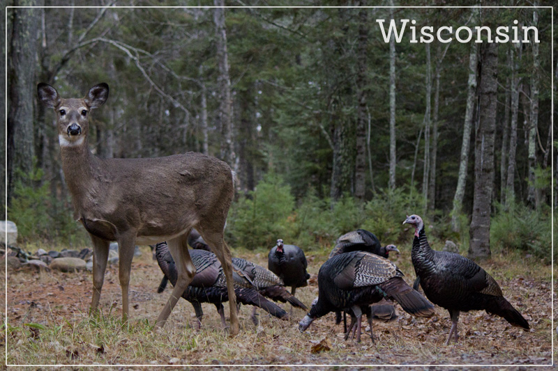 A postcard of a deer and turkeys