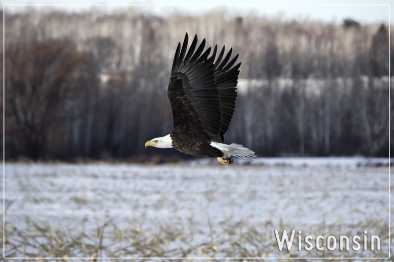 A bald eagle in mid lfight