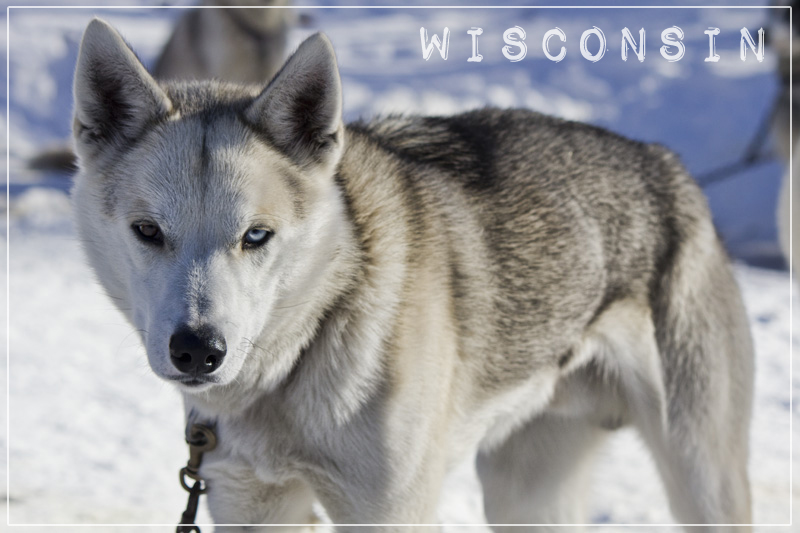 Dog sledding with Wolfsong Adventures