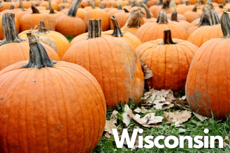 A Wisconsin Pumpkin Patch