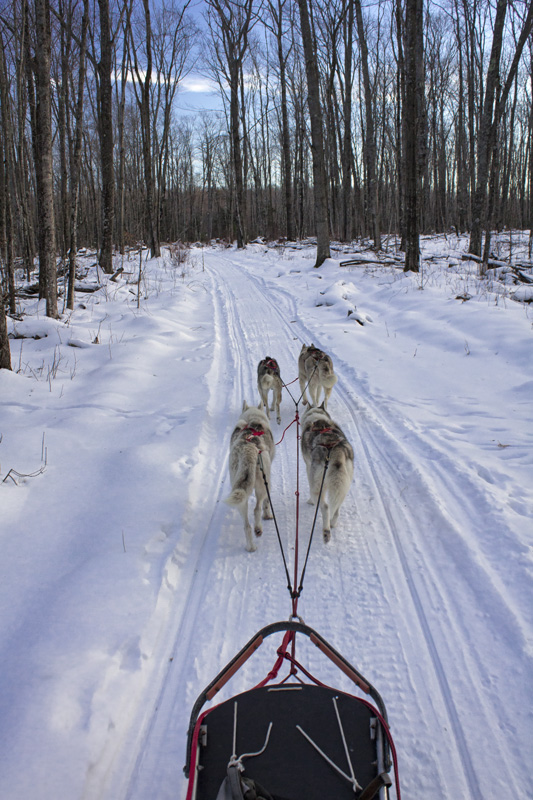 Wolfsong Dog sledding