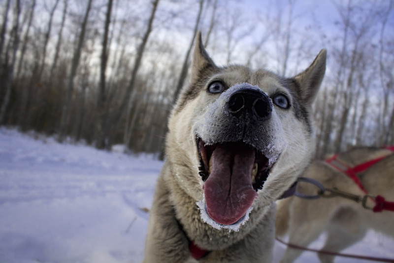 Happy pup