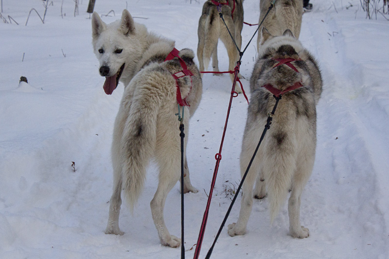 Wolfsong Dog sledding-008