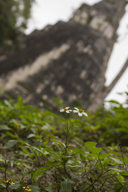 Flowers at Tikal