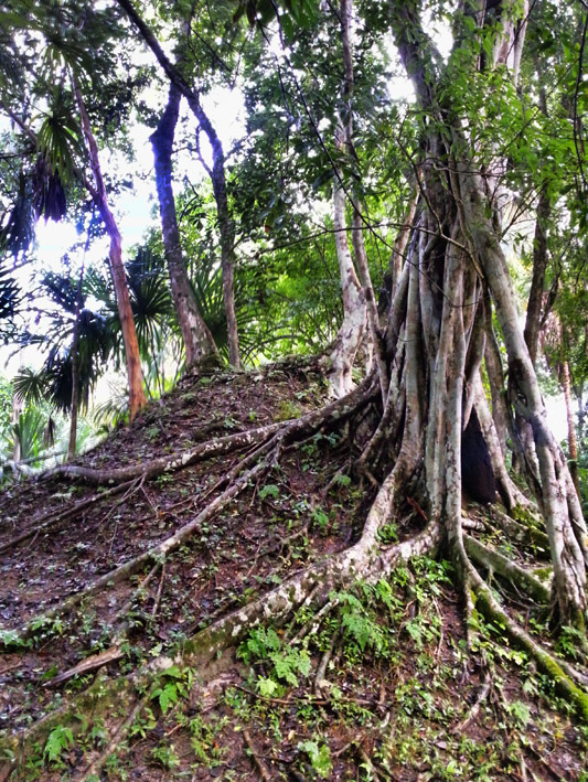 Tree Roots at Tikal