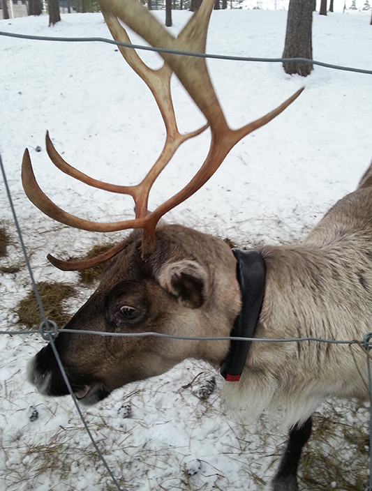 Finland Culture - Reindeer
