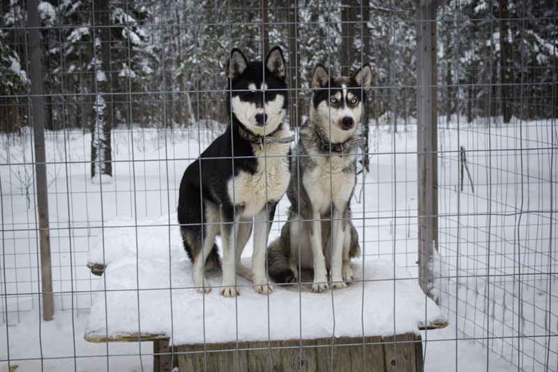 Finland Dogsledding-005