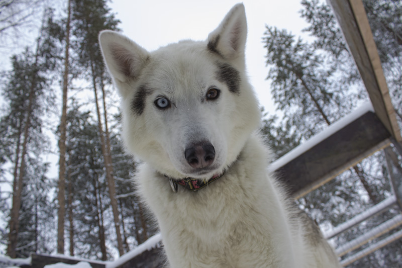 Finland Dogsledding-006