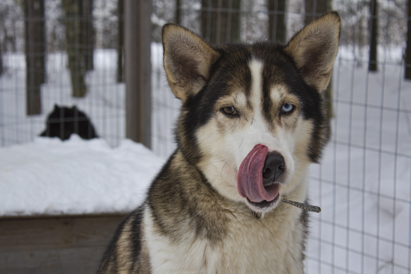 Finland Dogsledding-007