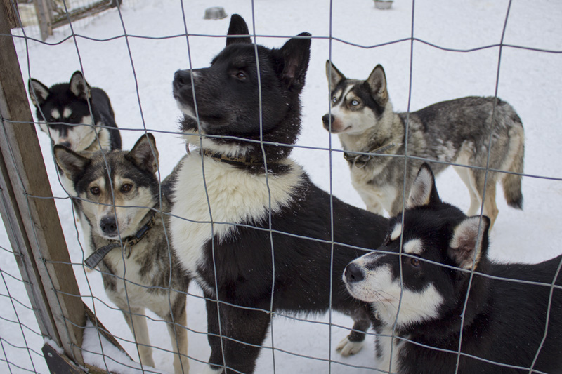 Finland Dogsledding-008