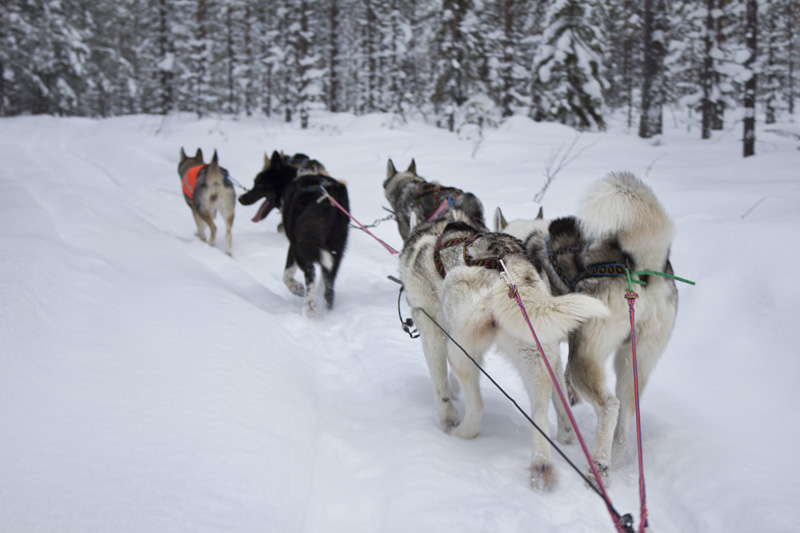 Finland Dogsledding-010