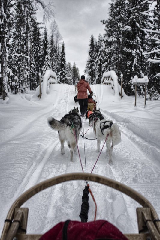 Finland Dogsledding-011