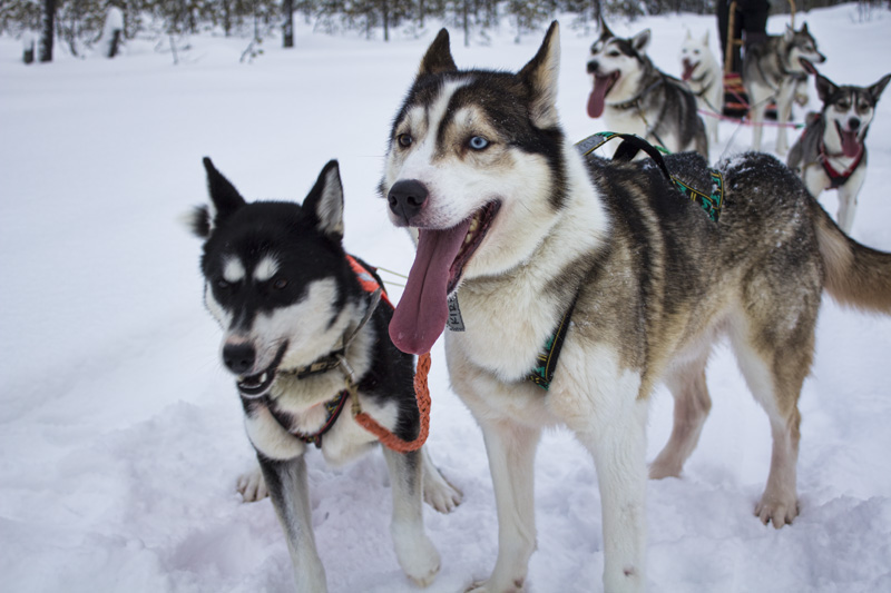 Finland Dogsledding-012