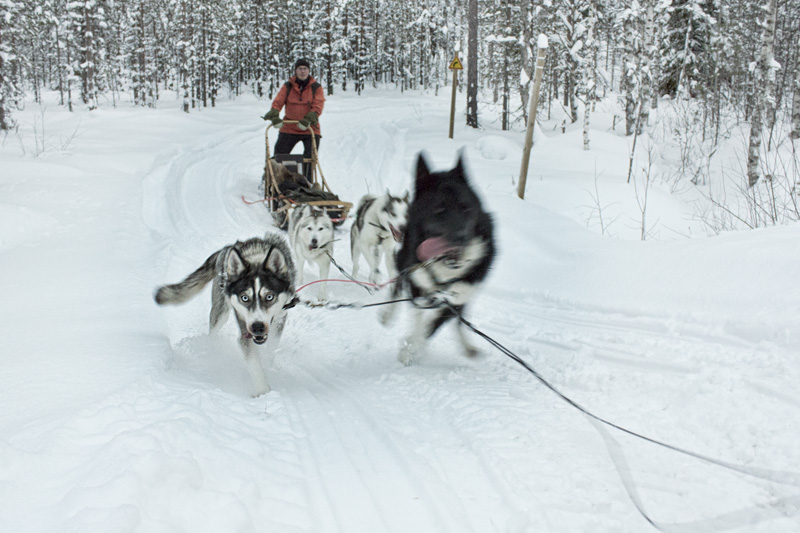 Finland Dogsledding-014